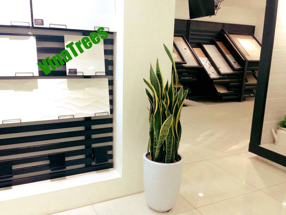 Cây Lưỡi Hổ