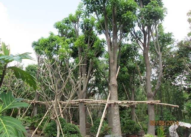 Bán cây xoài to công trình tại hà nội