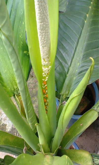  C&acirc;y đại ph&uacute; gia trổ b&ocirc;ng c&oacute; hoa 