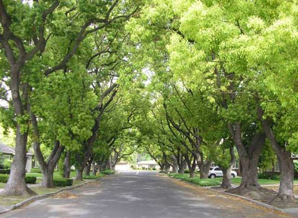 Cây long não