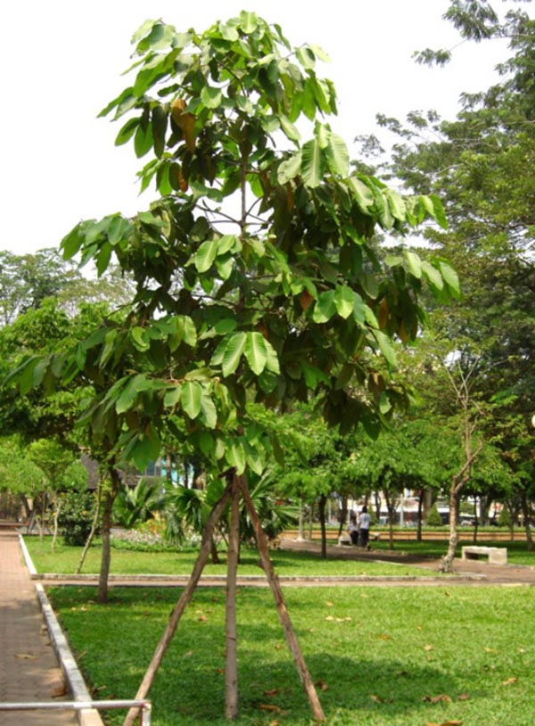 Cây sao đen