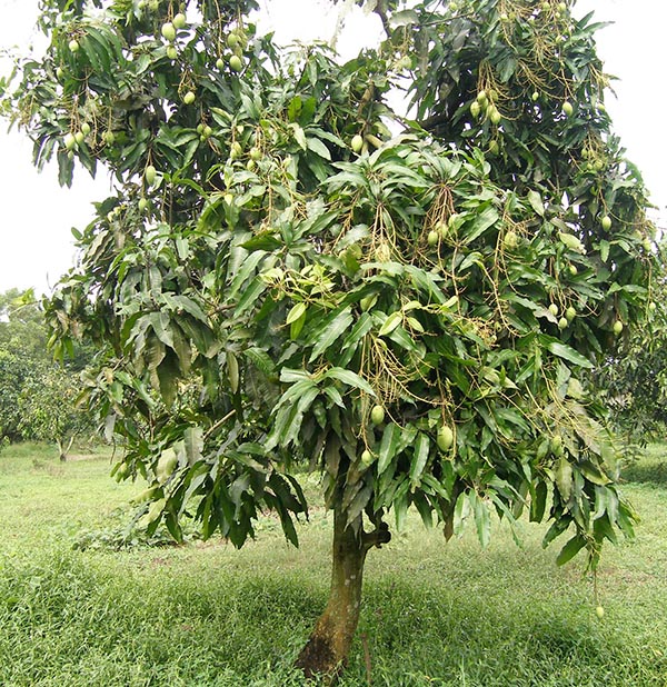 Cây xoài
