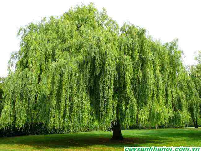 Cây Liễu - Một trong những loại cây ngũ quỷ không nên trồng trong nhà 