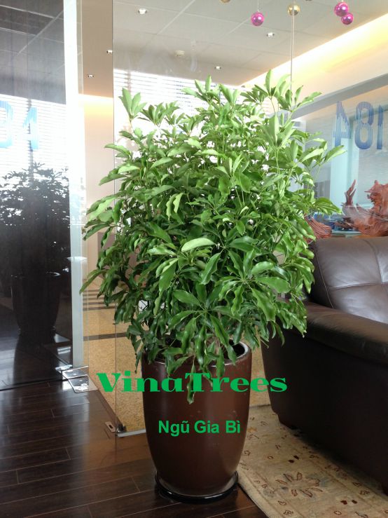 Cho thuê cây ngũ gia bì - Cây cảnh văn phòng tại Hà Nội