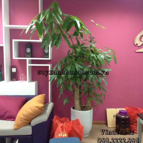 Dịch vụ cho thuê cây cảnh văn phòng Vinatrees - Cho thuê cây Kim Ngân tết đuôi sam