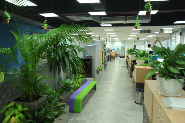Dịch vụ cho thuê cây cảnh - cây xanh văn phòng tại Hà Nội