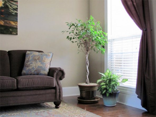 Hướng đặt thích hợp trong việc bài trí cây xanh trong nhà