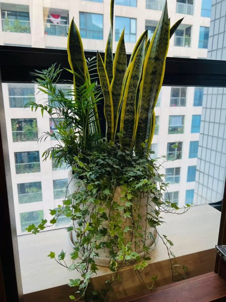Cây Lưỡi Hổ mix