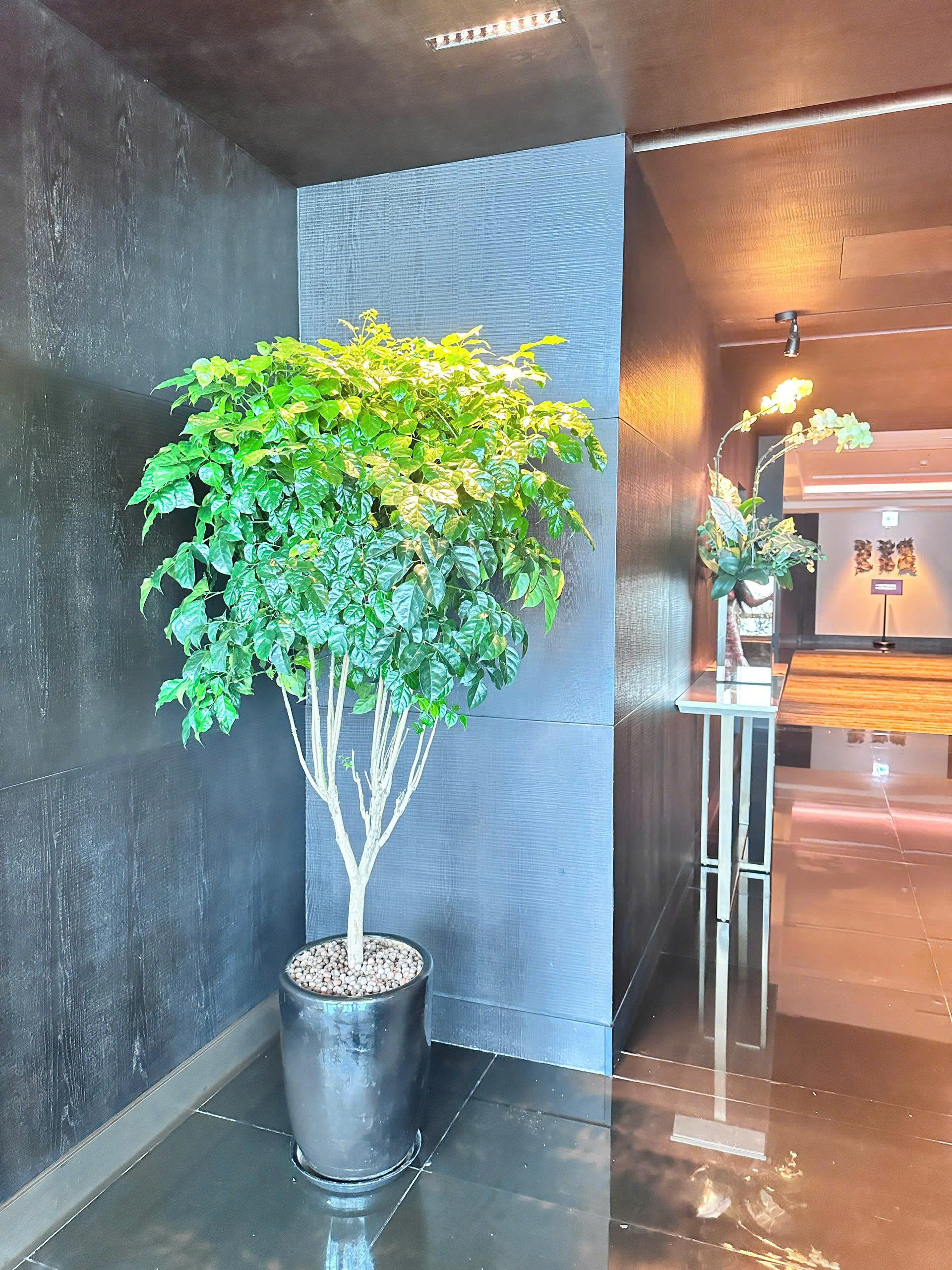 Vinatrees thiết kế cây xanh văn phòng cho khách hàng thuê cây
