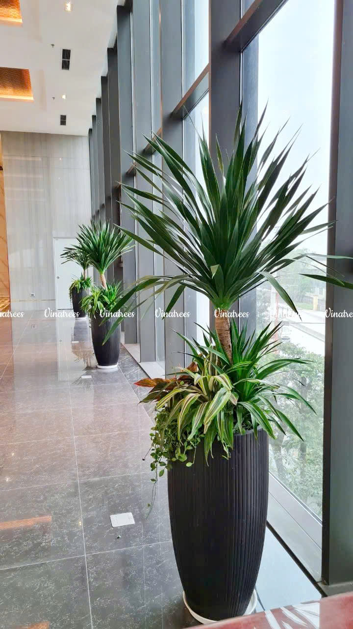 Cây Phát Tài Núi chuẩn phong thủy _Vinatrees