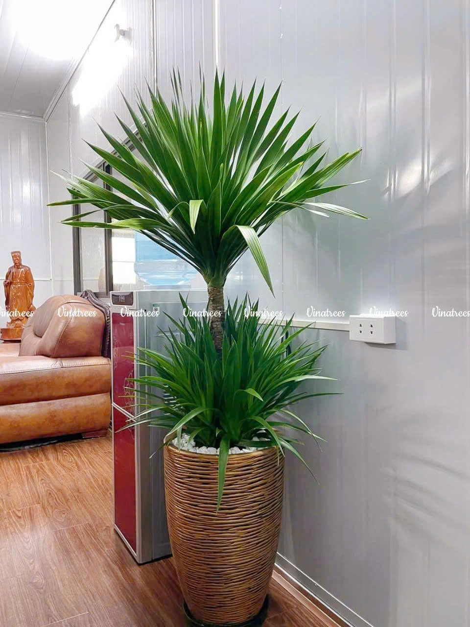 Vinatrees cung cấp dịch vụ cho thuê cây cảnh văn phòng tại Hà Nội