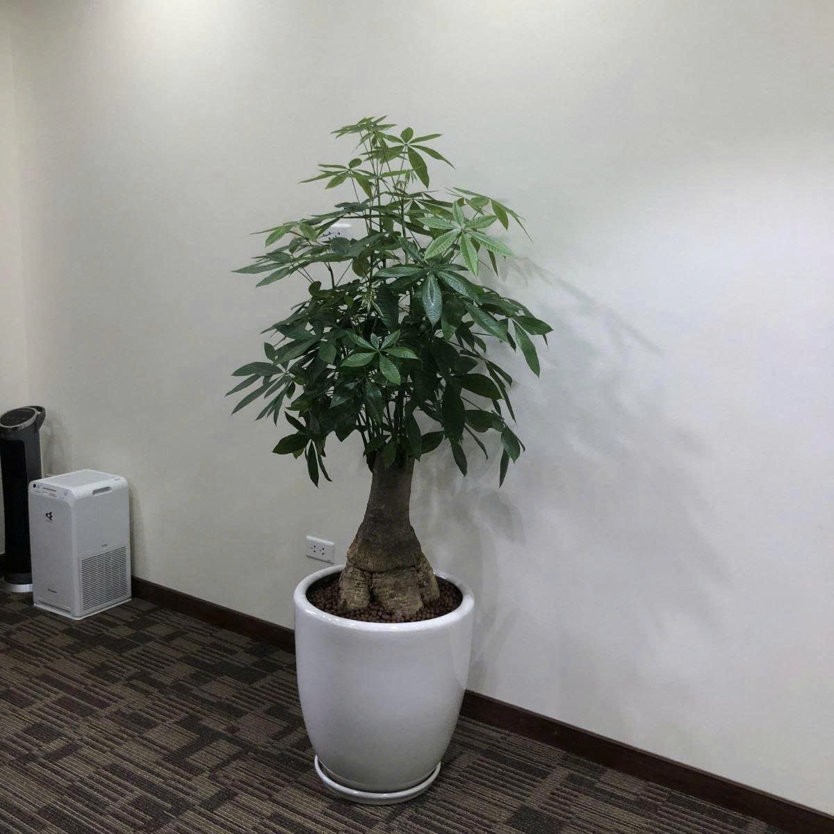 Vinatrees cho thuê cây kim ngân gốc _Vinatrees