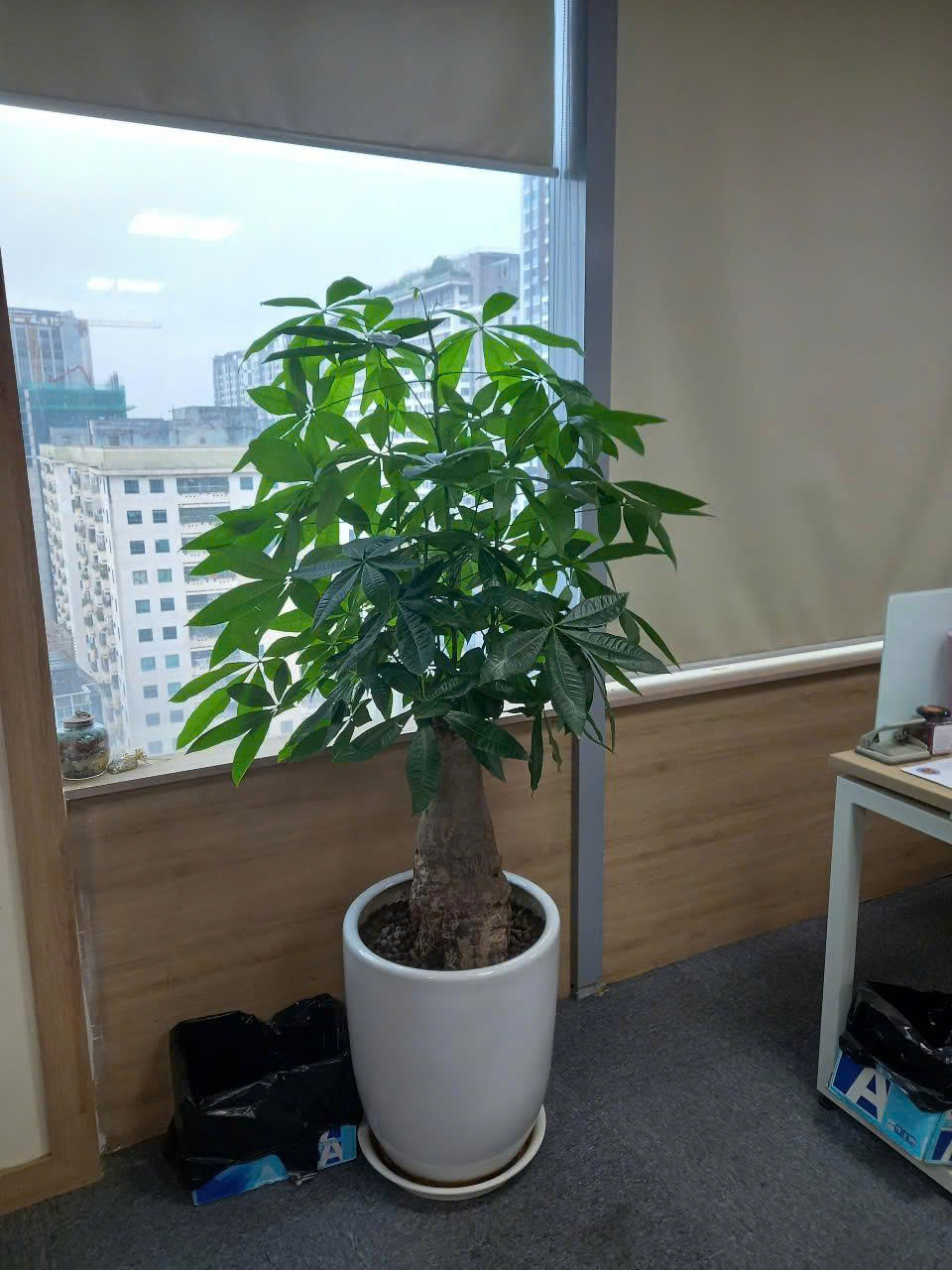 Cách chăm sóc cây kim ngân gốc đại _Vinatrees