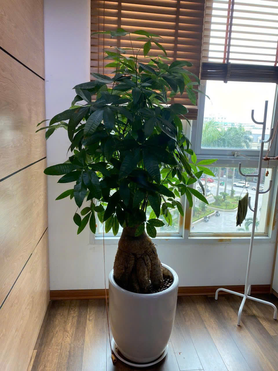 Dịch vụ chăm sóc cây kim ngân gốc đại _Vinatrees