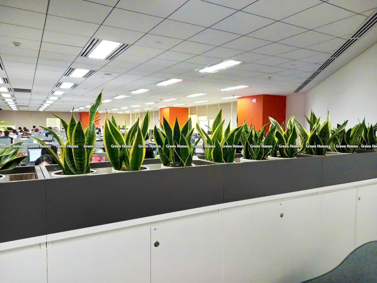 Cây xanh Vinatrees tại trụ sở Công ty Shopee