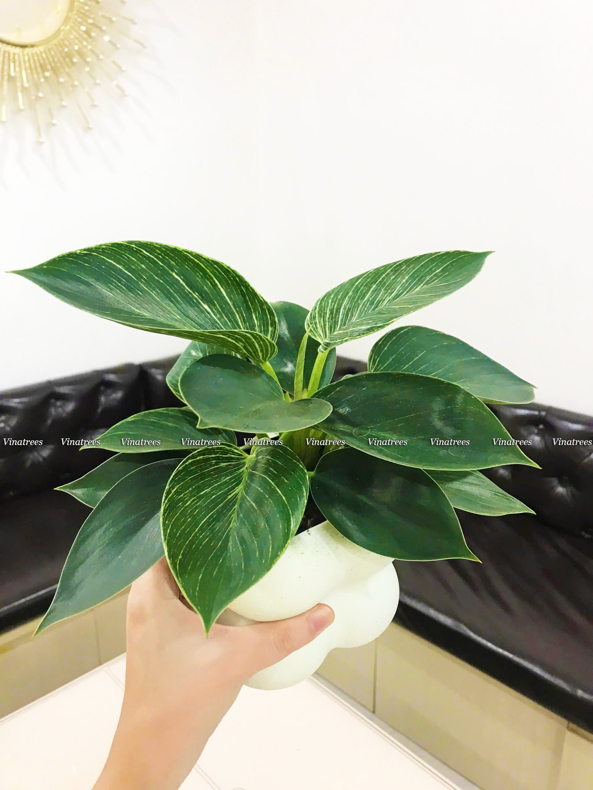 Dịch vụ cho thuê cây cảnh văn phòng tại Hà Nội cung cấp cây cảnh để bàn làm việc