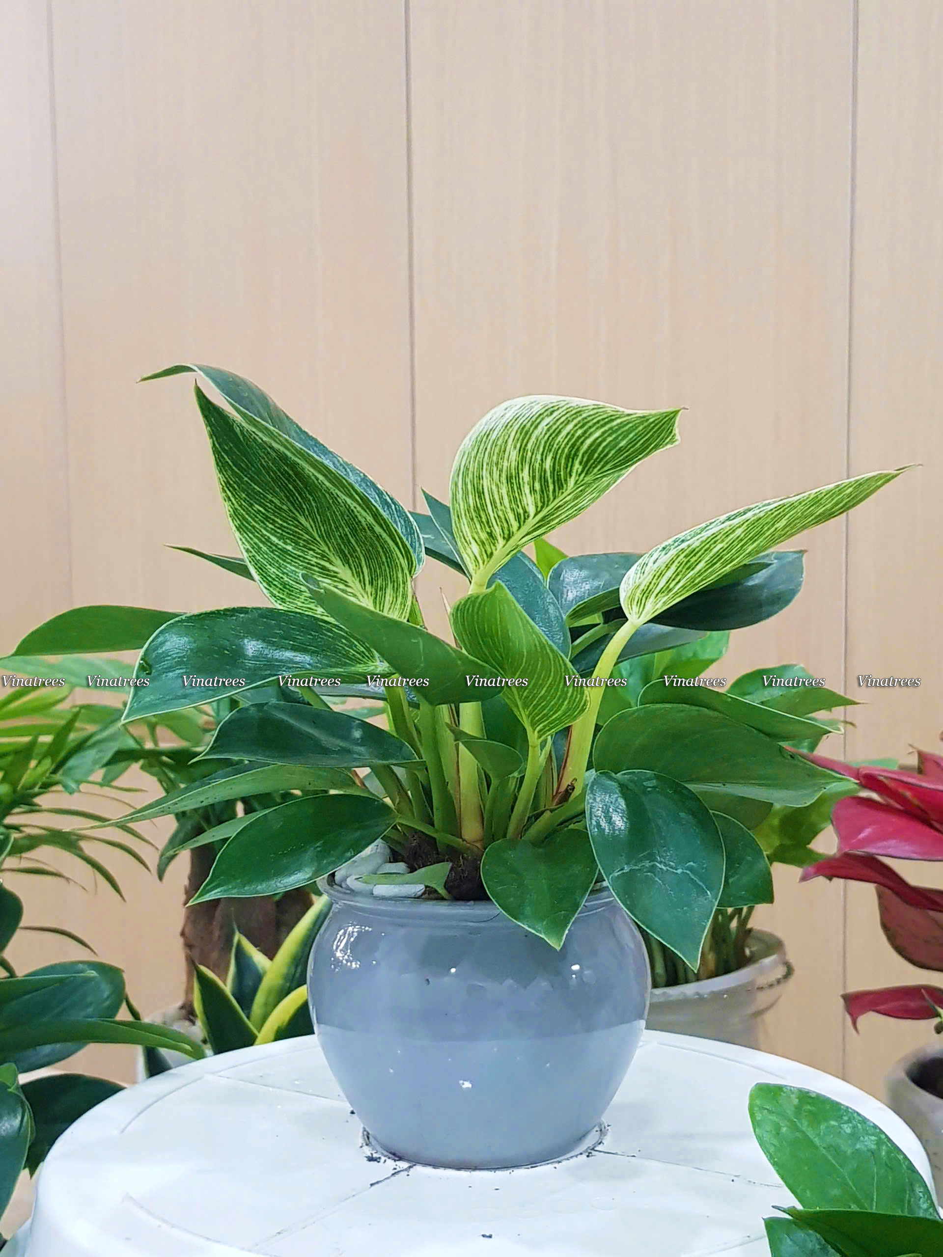 Ý nghĩa phong thủy của cây trầu bà kim cương để bàn làm việc _Vinatrees