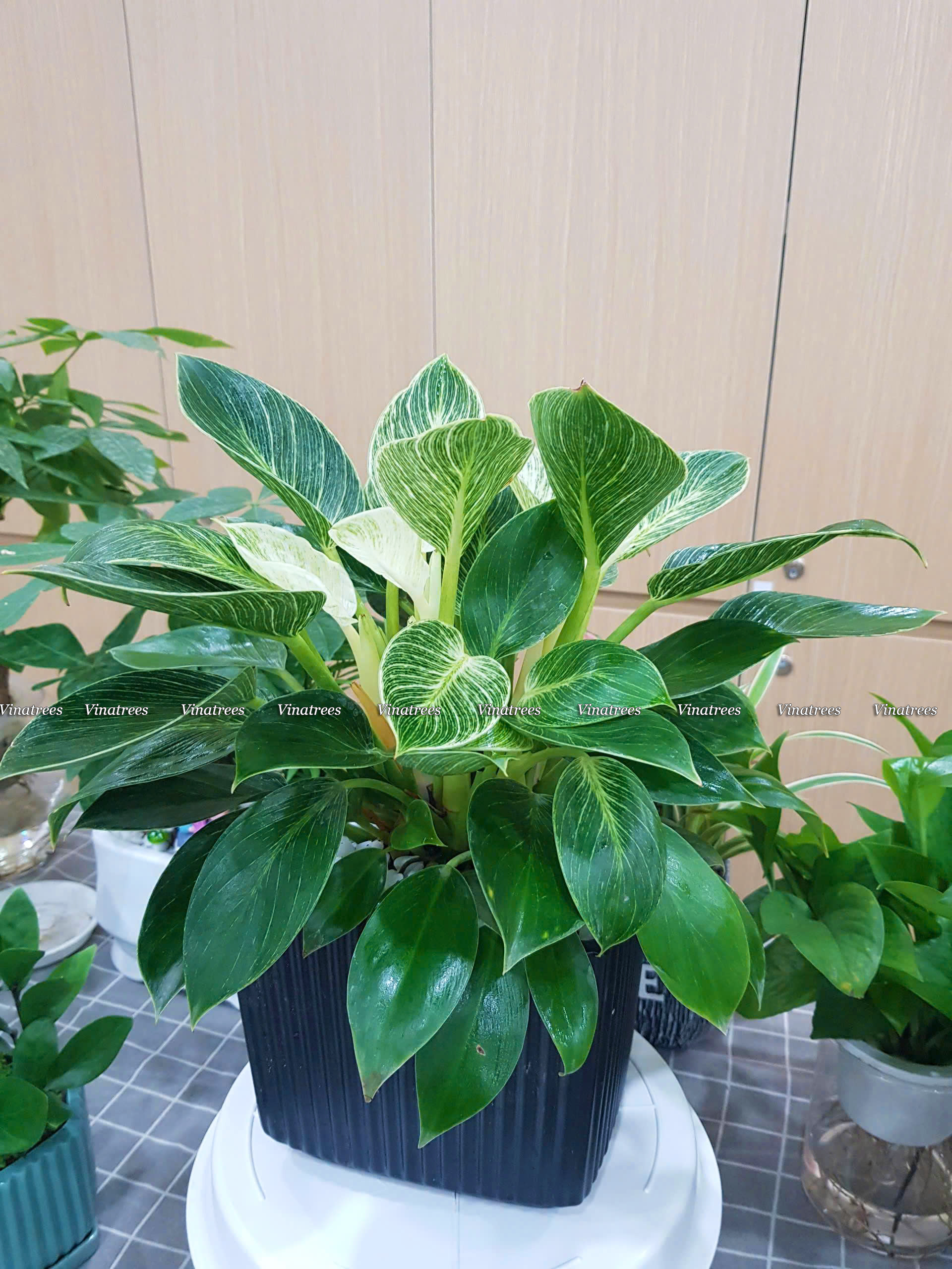 Chậu cây cảnh để bàn làm việc văn phòng _Vinatrees