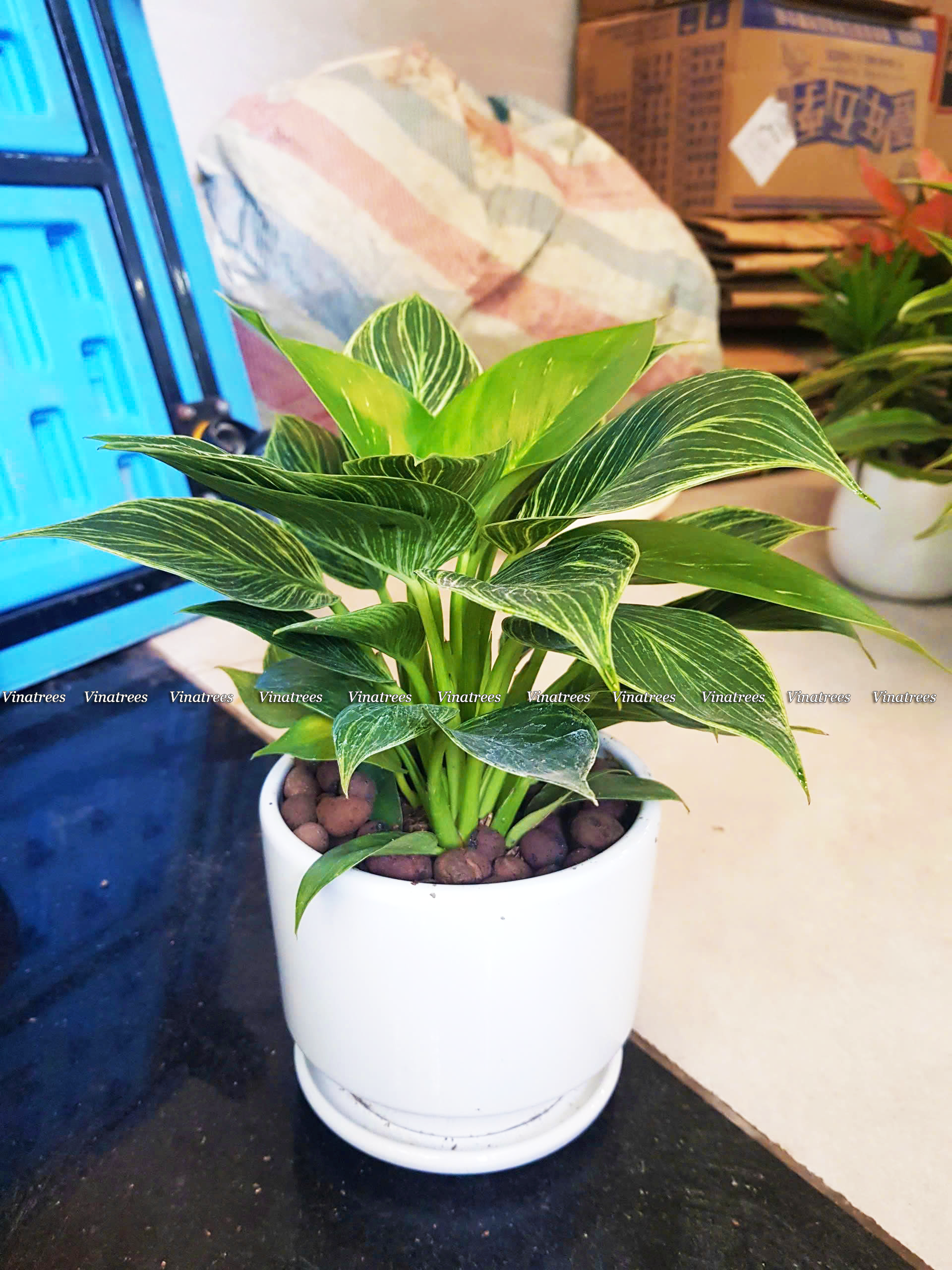 Cây trầu bà kim cương_Vinatrees