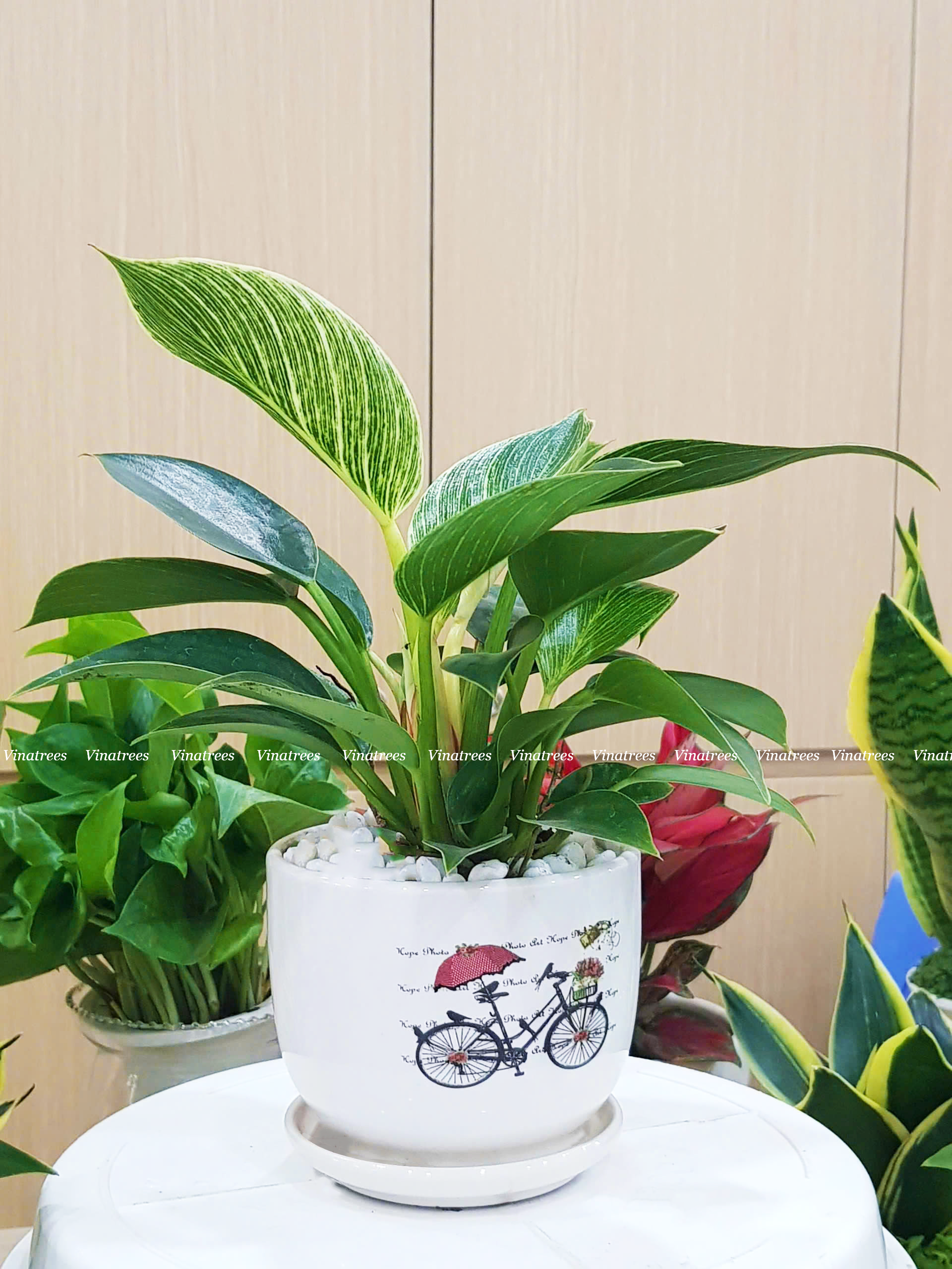 Cây trầu bà để bàn làm việc _Vinatrees