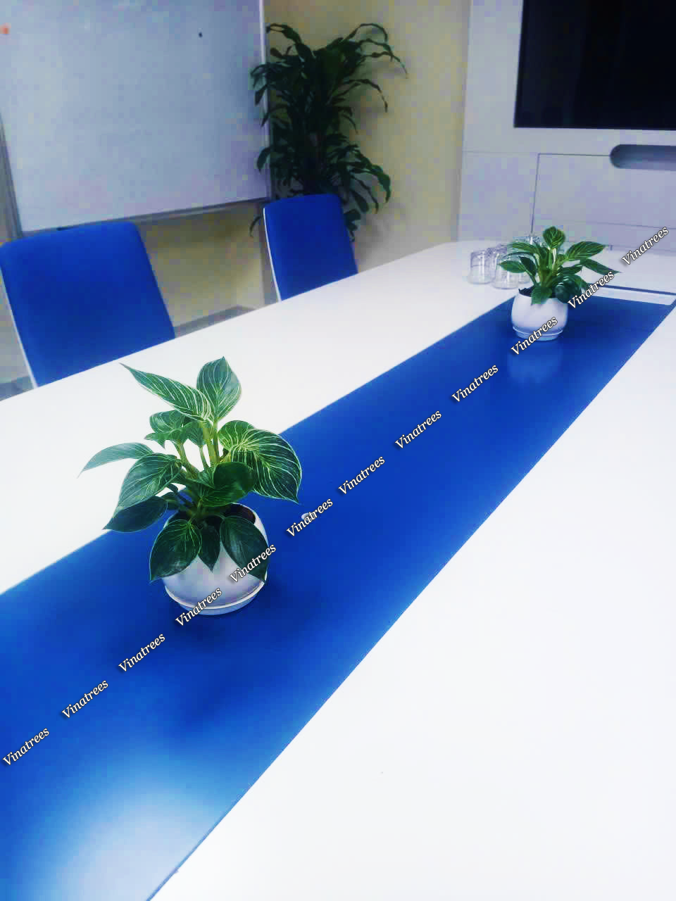 Cây xanh Hà Nội Vinatrees thiết kế 2 cây trầu bà kim cương cho khách thuê cây