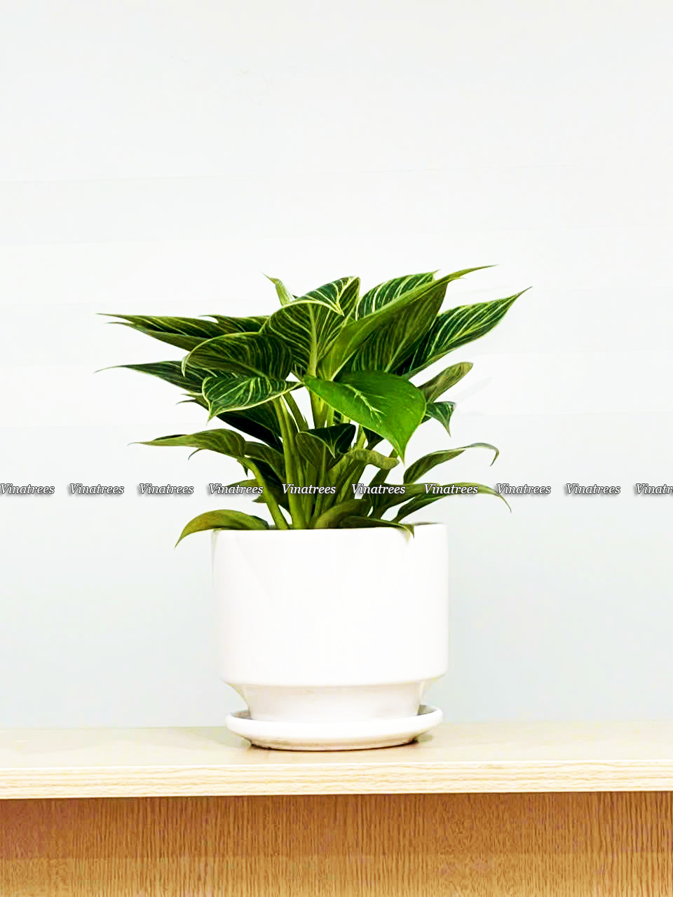 Chậu cây cảnh để bàn làm việc tại Hà Nội _Vinatrees