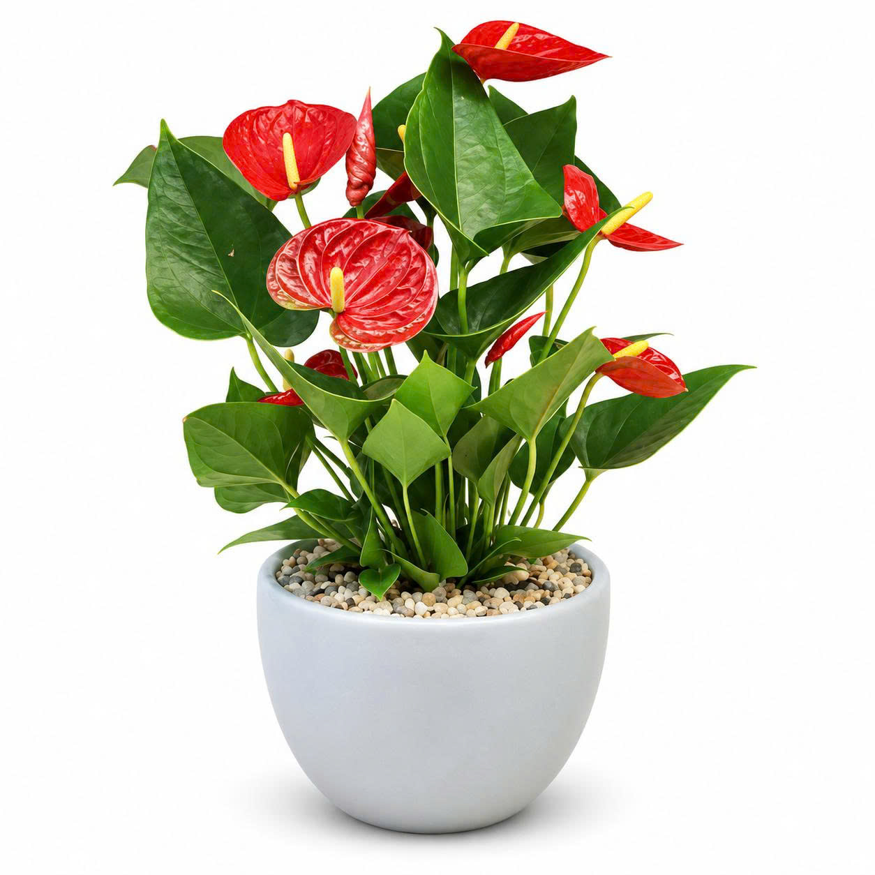 Cây Hồng Môn để bàn làm việc _ Cây cảnh văn phòng Hà Nội Vinatrees