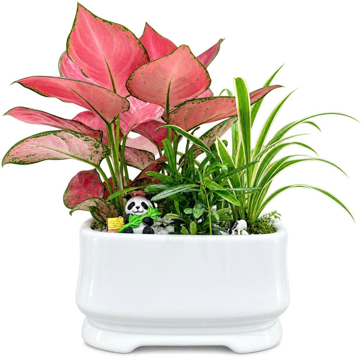 Cây Hồng Phát Lộc tiểu cảnh _ Cây xanh văn phòng Vinatrees