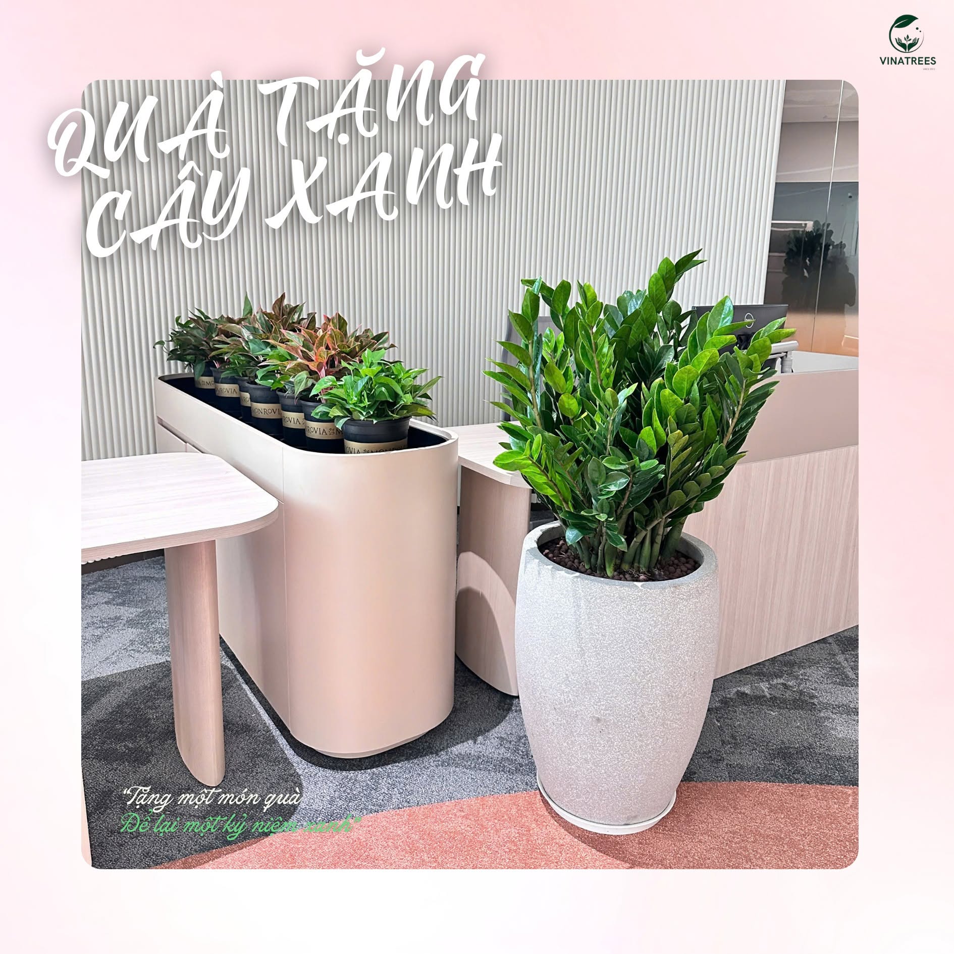 Cây kim tiền đặt sàn _cây xanh Hà Nội Vinatrees