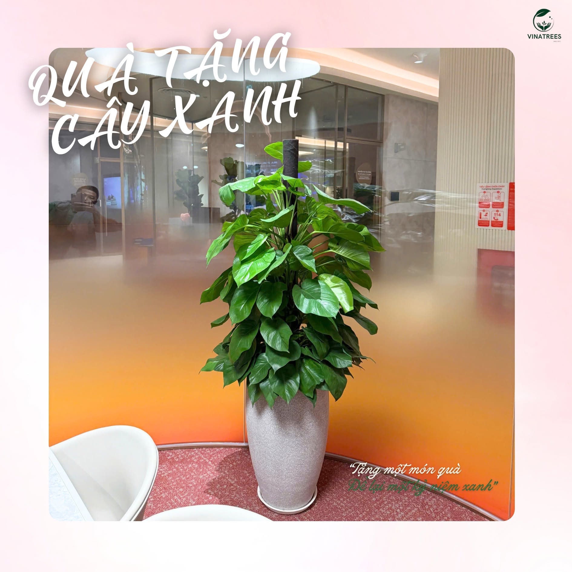 Cây vạn niên thanh cột _Cây xanh Hà Nội Vinatrees