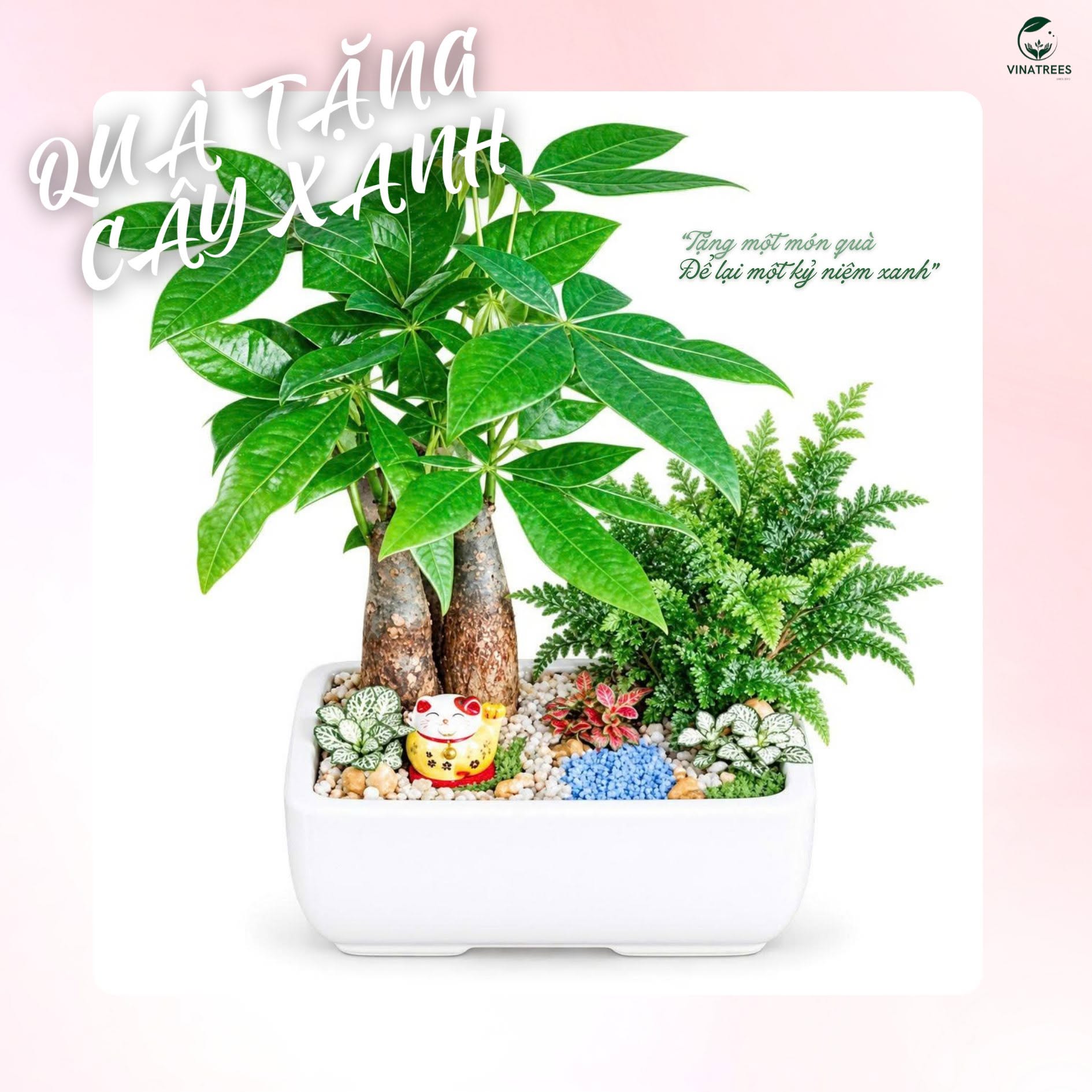 Cây kim ngân để bàn _Cây Xanh Hà Nội Vinatrees