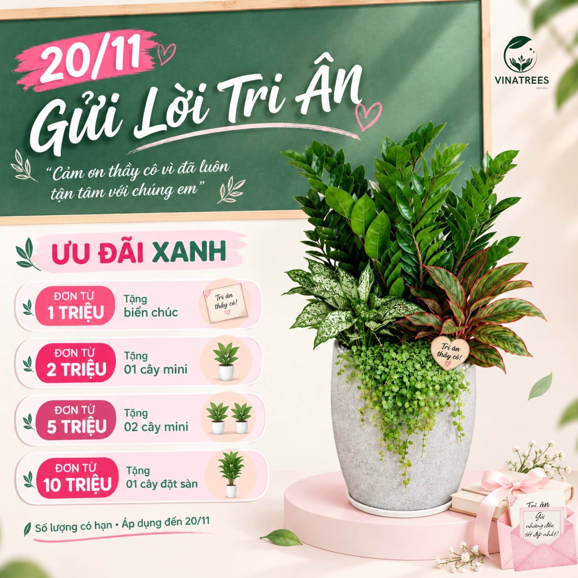 Cây kim tiền tiểu cảnh _Cây Xanh Hà Nội Vinatrees