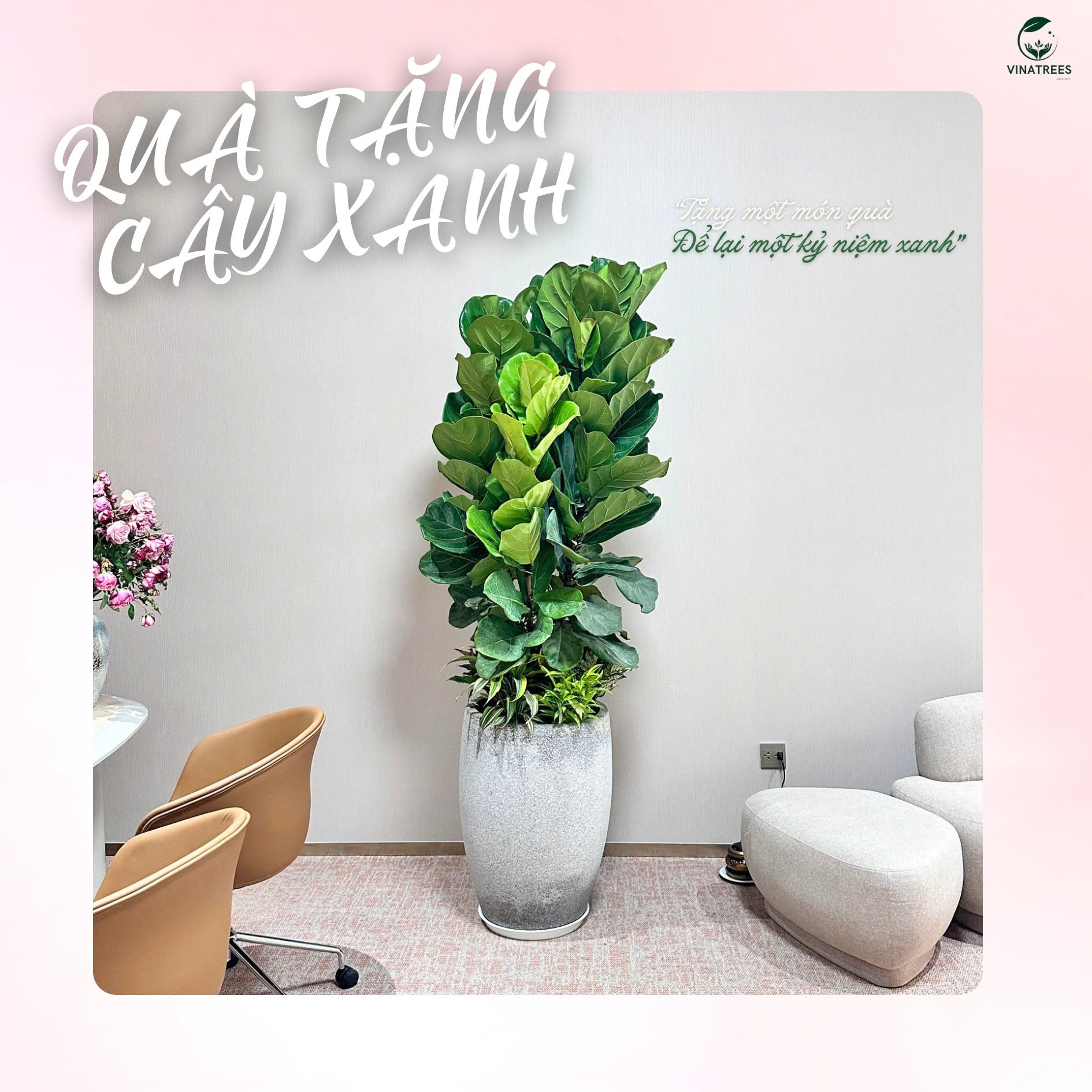Cây bàng Singapore _Cây xanh Hà Nội Vinatrees