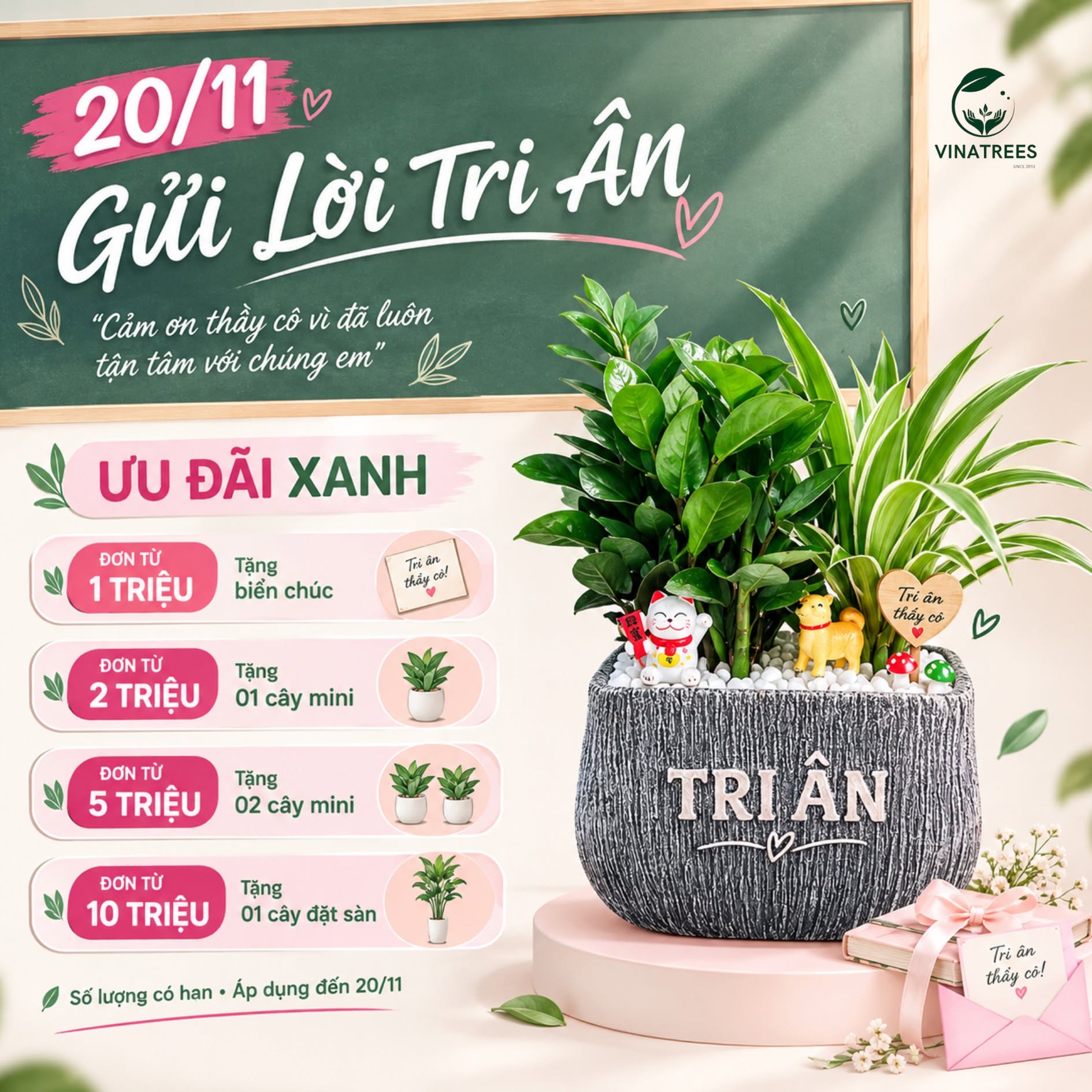 Cây kim tiền tiểu cảnh _Cây xanh văn phòng Vinatrees