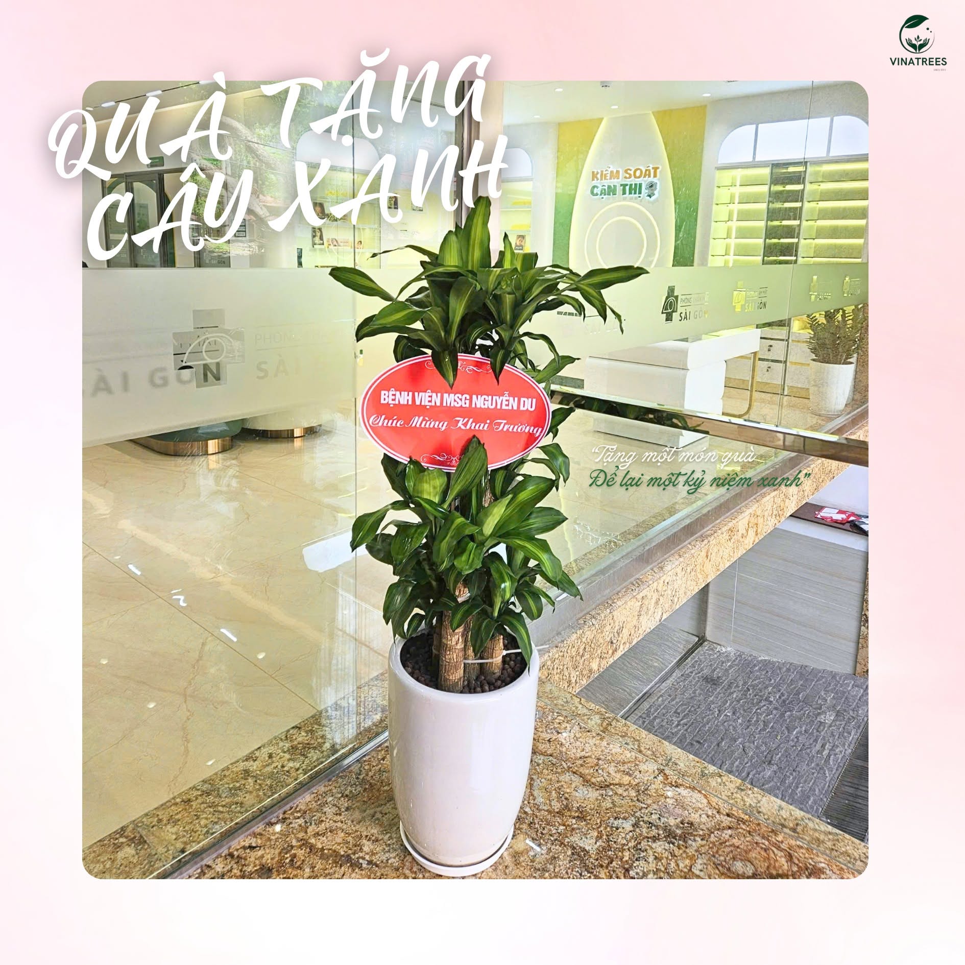 Cây Thiết Mộc Lan Ghép _Cây xanh Hà Nội Vinatrees