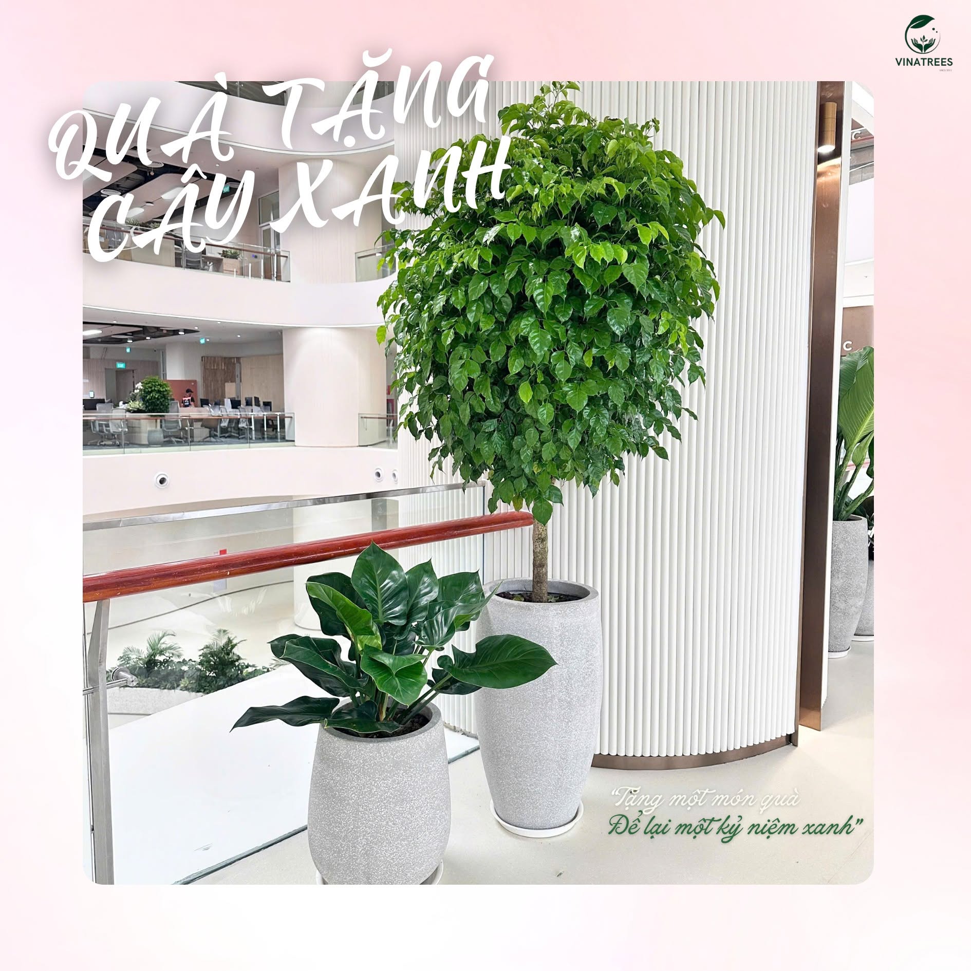 Cây Hạnh Phúc _Cây Xanh Văn Phòng Vinatrees