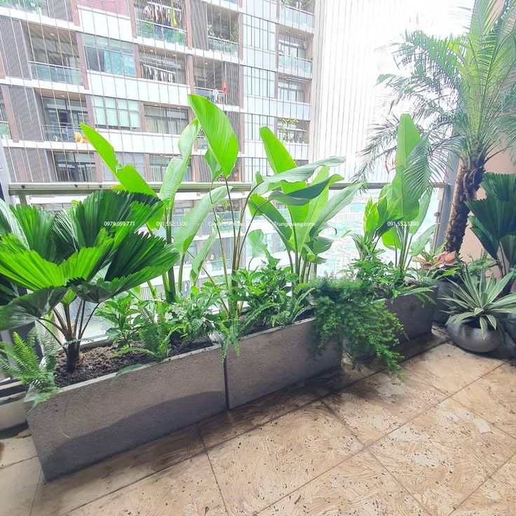 Dịch vụ cho thuê cây cảnh văn phòng tại Hà Nội _Vinatrees
