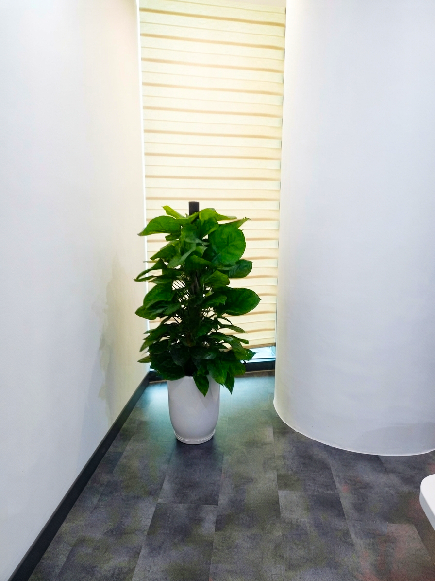 Cây thiết mộc lan cột _Cây xanh Hà Nội Vinatrees