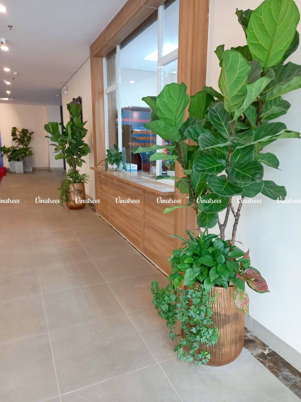 Vinatrees trang trí cây xanh cho khách thuê cây cảnh
