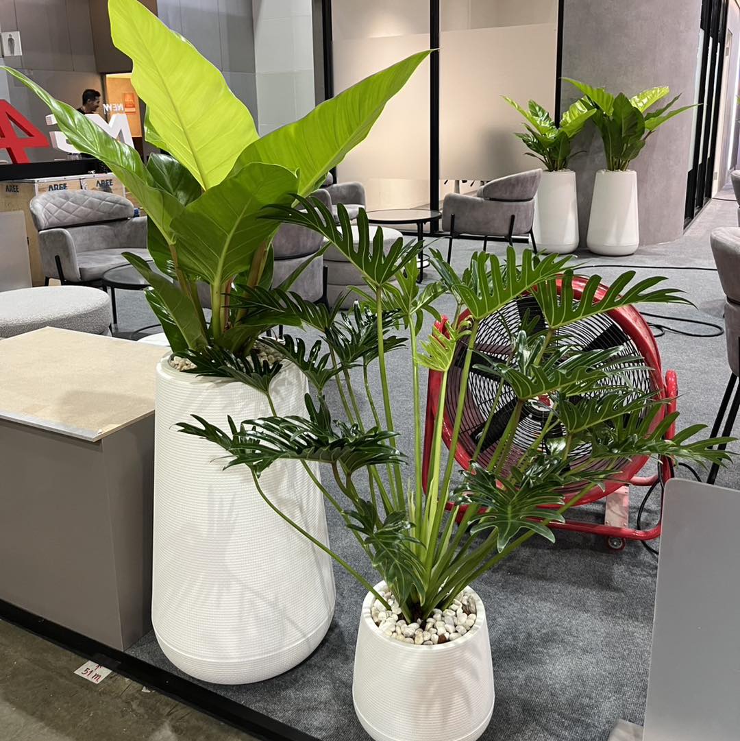 Dịch vụ cho thuê cây cảnh _Vinatrees
