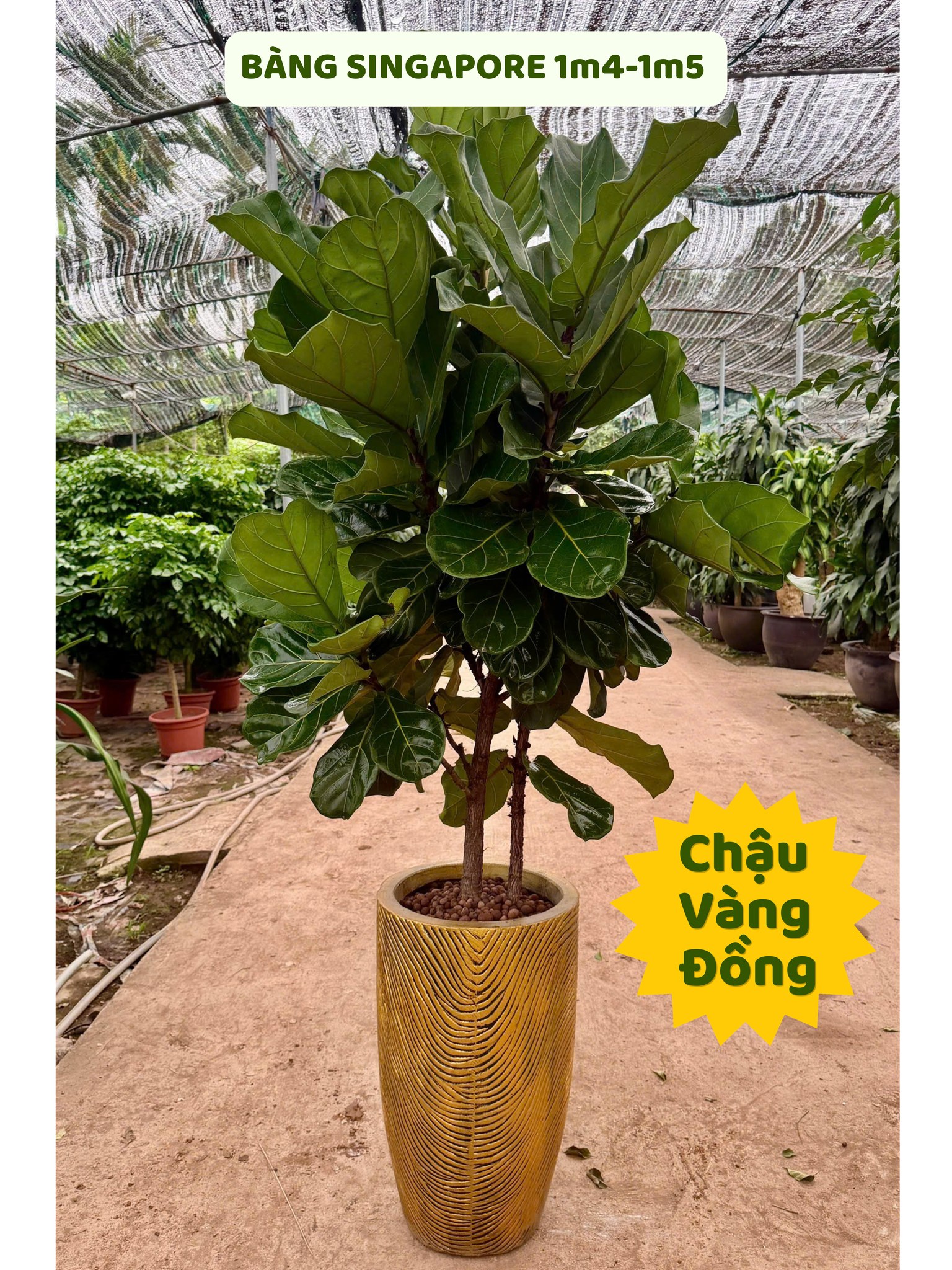 Cây Bàng Singapore Gía Tại Vườn