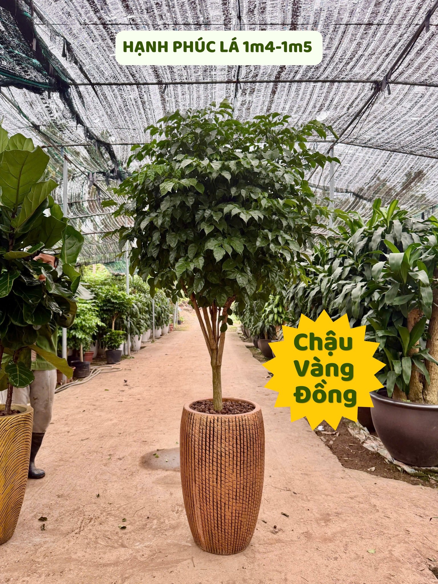 Vinatrees cung cấp dịch vụ cho thuê cây cảnh văn phòng tại Hà Nội