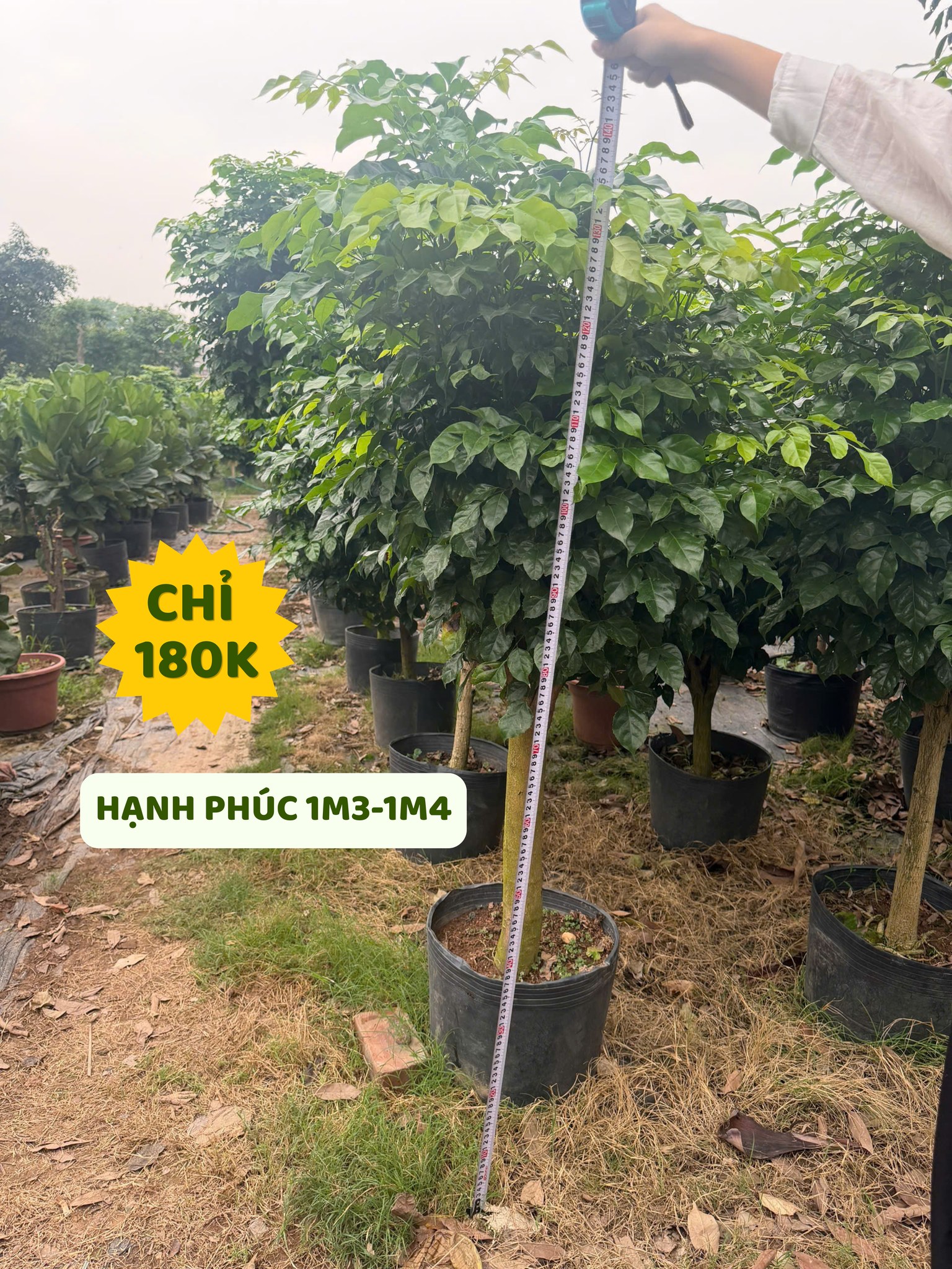 Cây Hạnh Phúc 1M3-1M4