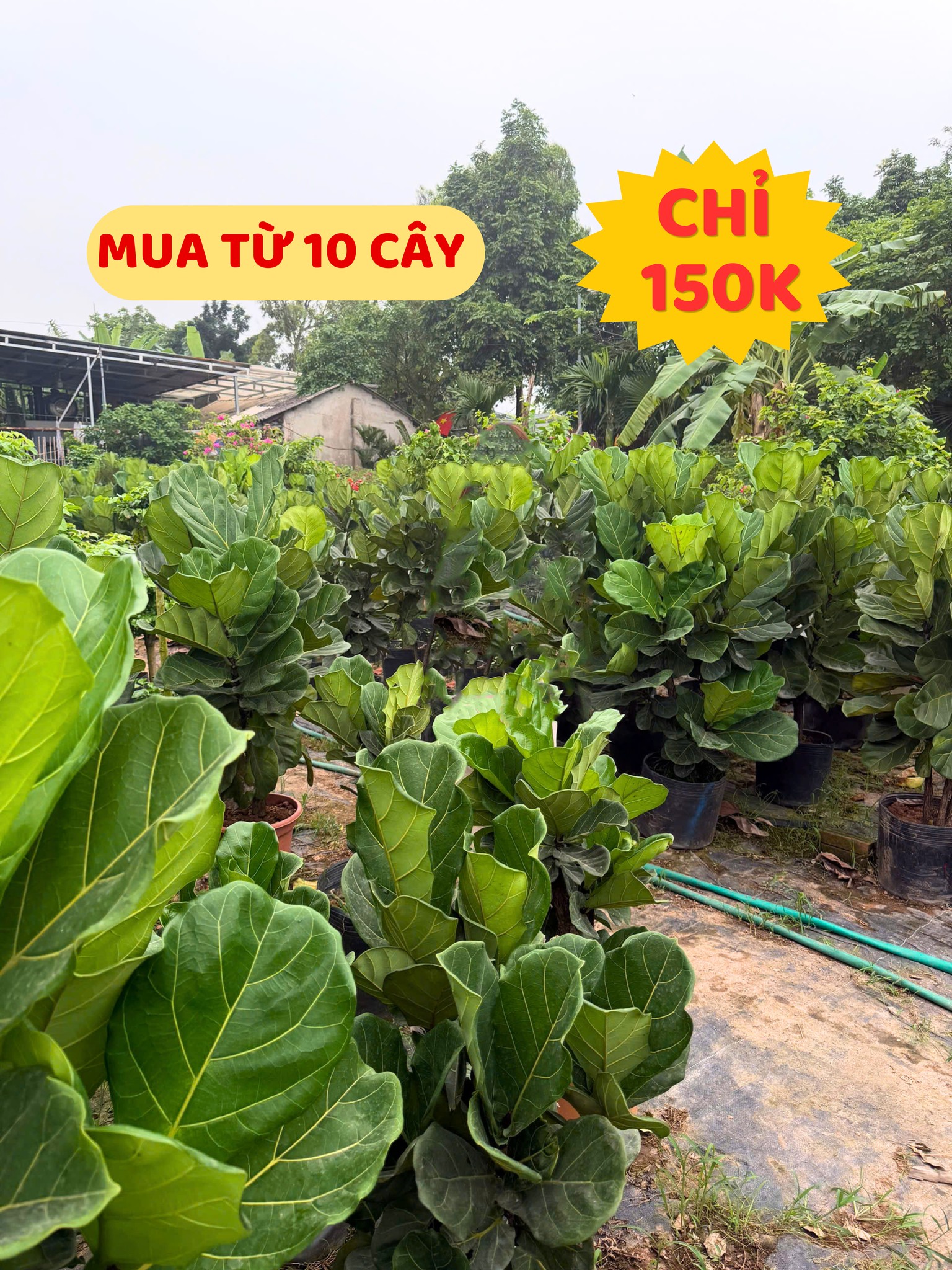 Cây Bàng Singapore Tại Vườn Ưom của Vinatrees