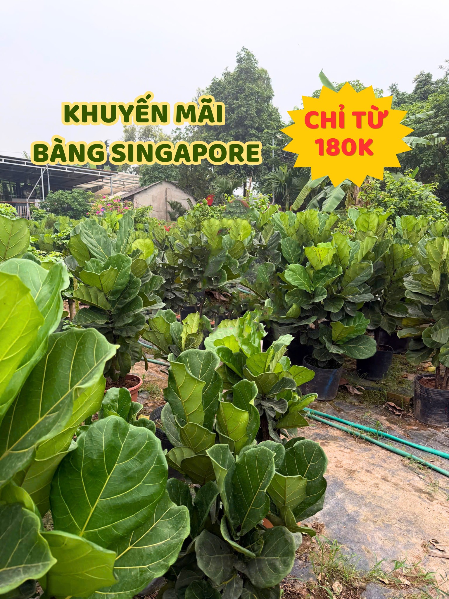 Vinatrees Khuyến Mãi Cây Bàng Singapore