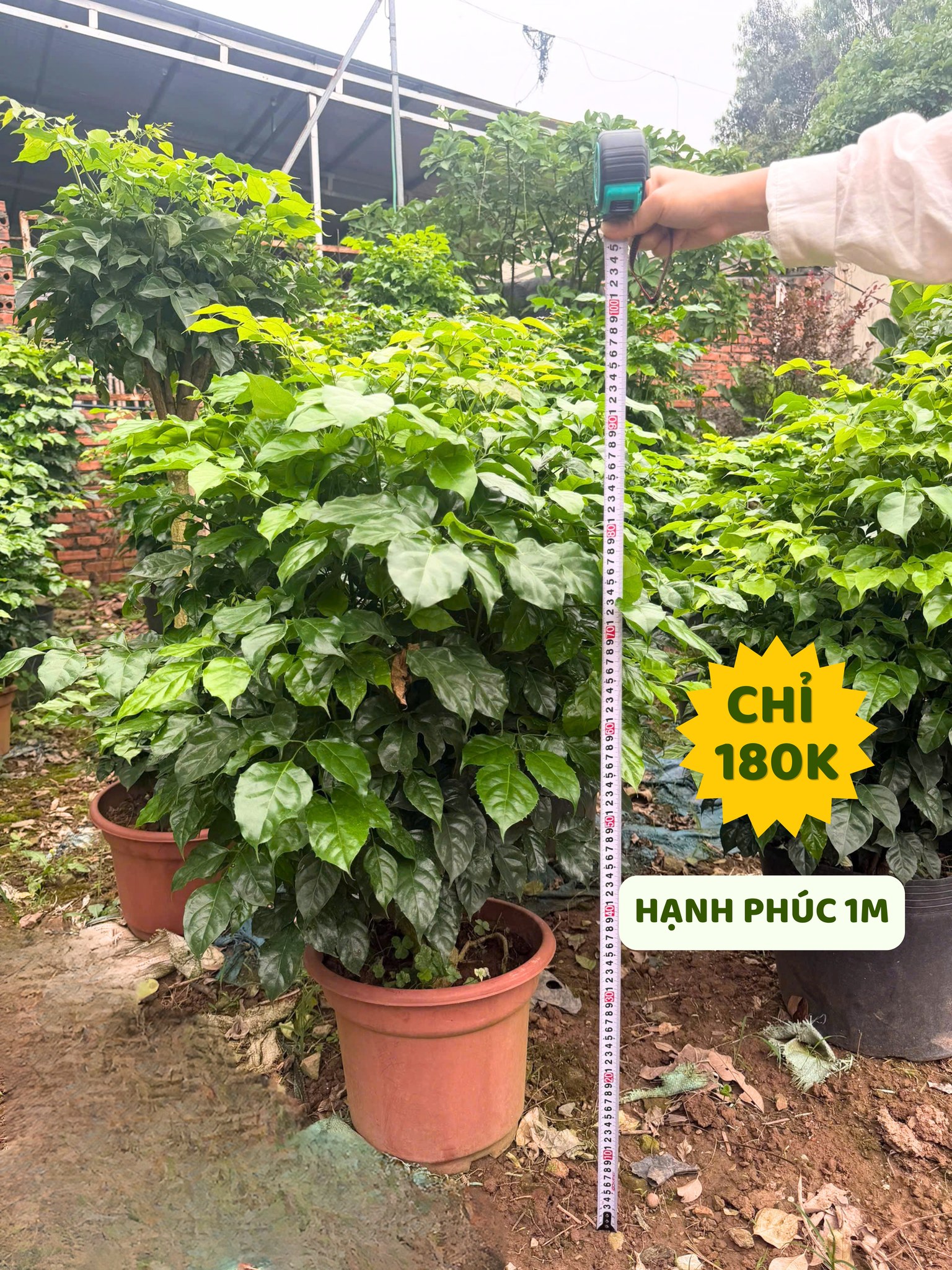 Gía cho thuê và bán cây hạnh phúc tại Vinatrees