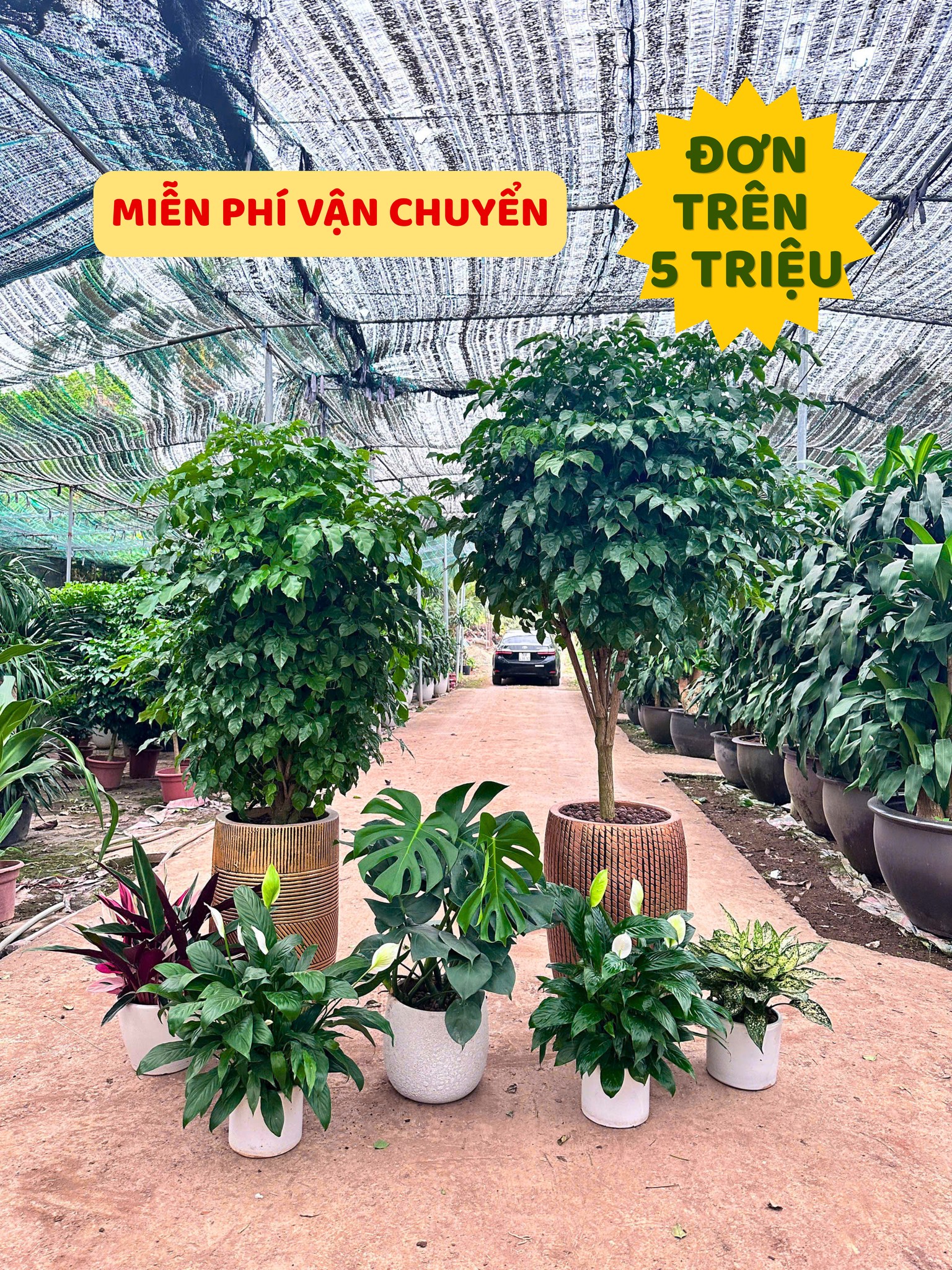 Công ty cây xanh Hà Nội Vinatrees cho thuê cây xanh văn phòng tại Hà Nội