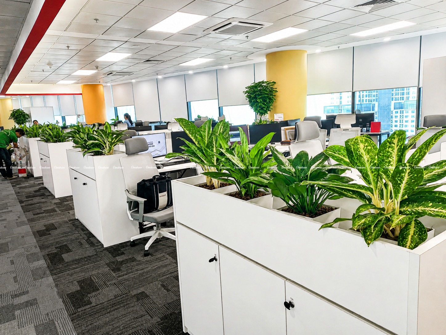 Thuê cây cảnh văn phòng tại Hà Nội _Vinatrees