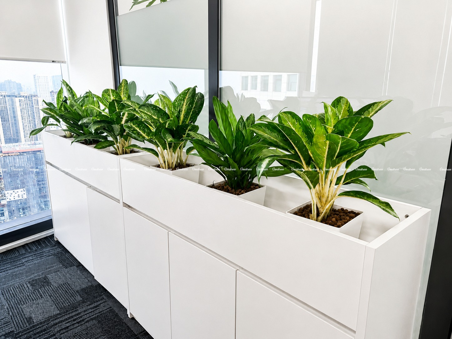 Vinatrees mua bán Cây Bạch Mã Hoàng Tử