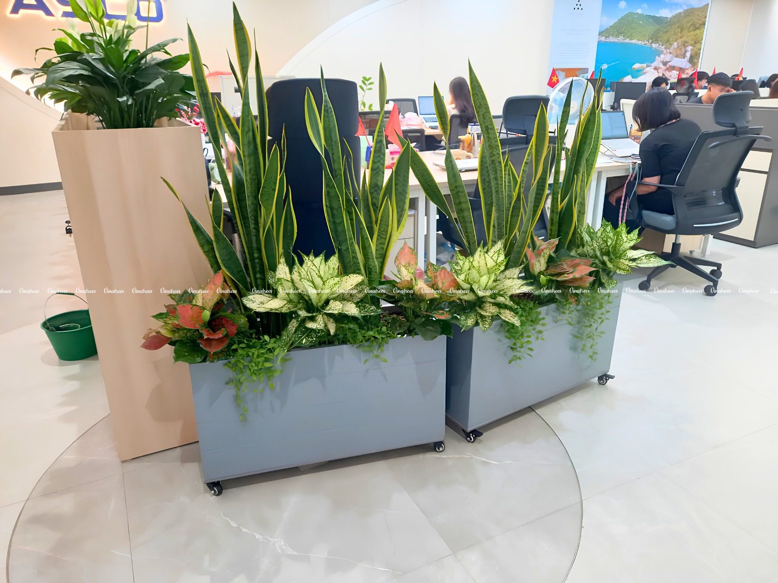 Cây lưỡi hổ _Cho thuê cây xanh văn phòng tại Hà Nội
